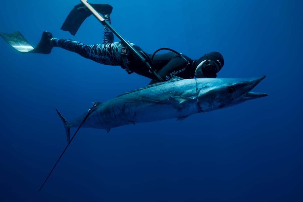 Victoria Spearfishing Regulations: Complete Guide for Freedivers